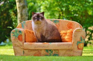 alexas_fotos-sofa-788537